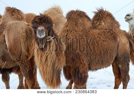 Bactrian Camels (camelus Bactrianus) In Winter.
The Bactrian Camel Is A Large, Even-toed Ungulate Na