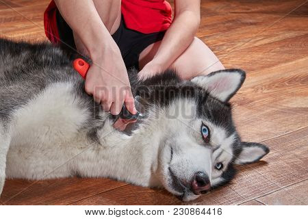 Concept Molting Pet. Grooming Undercoat Dog. Owner Combs Wool From Siberian Husky. Cute Husky Dog Li