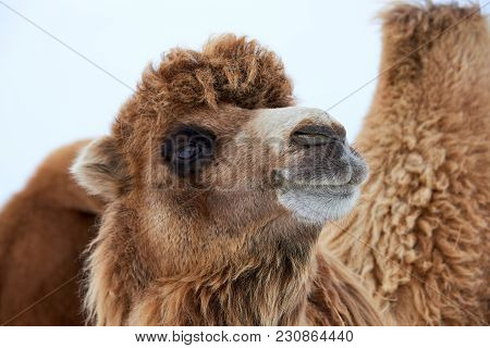 Bactrian Camels (camelus Bactrianus) In Winter.
The Bactrian Camel Is A Large, Even-toed Ungulate Na