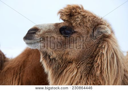 Bactrian Camels (camelus Bactrianus) In Winter.
The Bactrian Camel Is A Large, Even-toed Ungulate Na