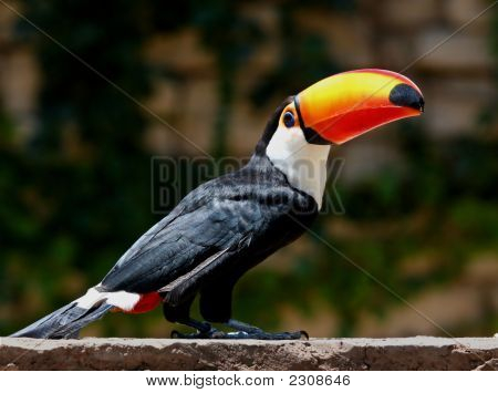 Tucan