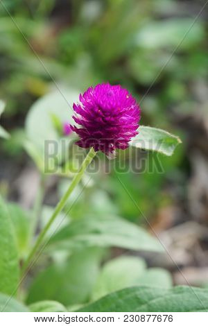 Pink Gomphrena Globosa Flower In Nature Garden
