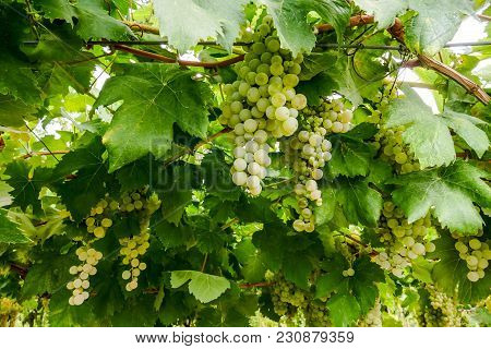 Bunches Of Wine Grapes Hanging On The Plant
