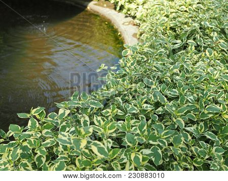 Beautiful Concrete Ponds And Green Water Plants