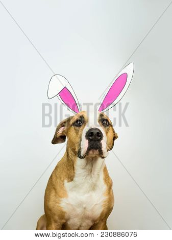 Funny Dog With Easter Bunny Ears. Staffordshire Terrier Puppy Poses For Studio Shot Dressed In Homem