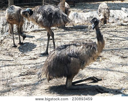 The Emus On A Hot Summer Day