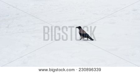 A Gray Crow Walks Through The Snow To A Branch