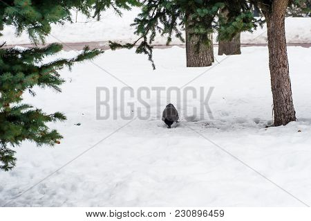 A Gray Crow Walks Through The Snow To A Branch