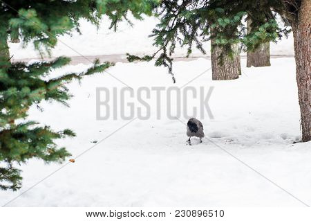 A Gray Crow Walks Through The Snow To A Branch