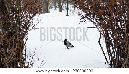 A Gray Crow Walks Through The Snow To A Branch
