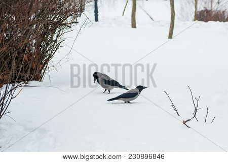 A Gray Crow Walks Through The Snow To A Branch
