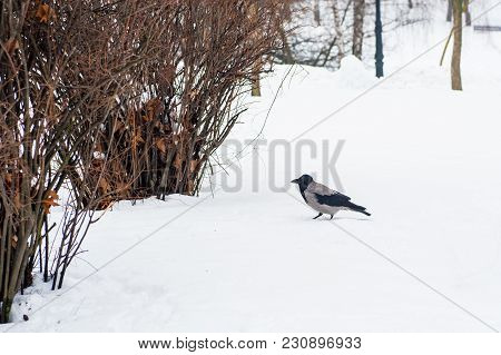 A Gray Crow Walks Through The Snow To A Branch