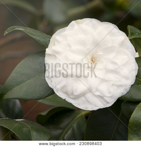 The White Camellia Sasanqua In The Park