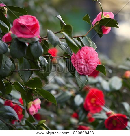 The Red Camellia Sasanqua In The Park