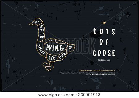 Stock Vector Goose Diagram In The Style Of Handmade Graphics. Illustration With Rough Texture. Color