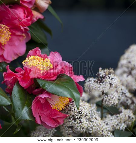 The Red Camellia Sasanqua And Sorbaria Sorbifolia