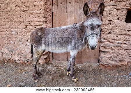A Lonely Donkey Stands Near The Construction Of Clay Brick., Abyaneh Village,  Isfahan Province, Ira