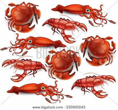 Seafood Vector Set Collecion Crabs, Cancer And Squid