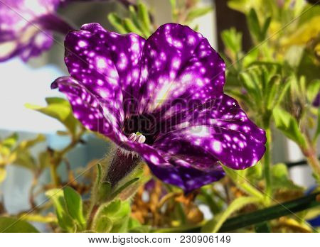 Unic Ultra Violet Petunia Flower Night Sky