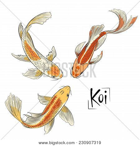 Hand Drawn Vector Trio Of Koi Fish Isolated