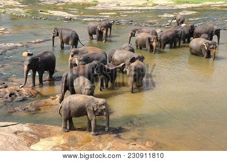 Elephants, Elephans Maximus, Of Pinnawala Elephant Orphanage Bathing In River