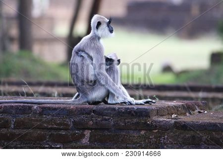 Gray Langurs Semnopithecus Priam  Is Sitting  On The Sigirija Ruins