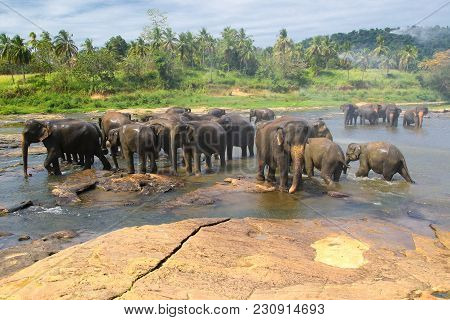 Elephants, Elephans Maximus, Of Pinnawala Elephant Orphanage Is Bathing In River, Sri Lanka