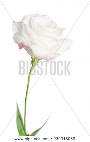Beautiful Single Pink Rose( Eustoma) Isolated On White Background
