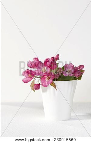 Flowers Of An Apple-tree Of Nedzvetsky Malus Niedzwetzkyana Dieck In The Cap