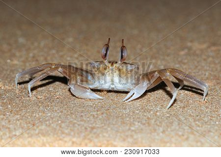 Funny Golden Ghost Crab With Big Eyes, Ocypode Convexa