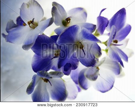 A Harmonious Combination Of The Purity Of White Snow And The Gentle Blueness Of The Flower.
