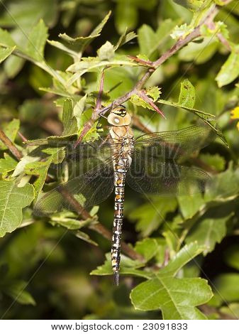 Ženské Aeshna Juncea Dragonfly