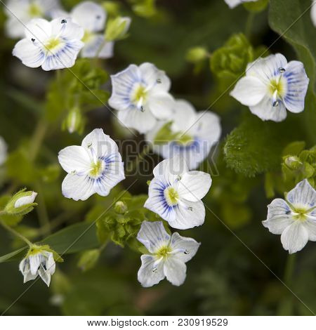 Blue Ivy Leaved Speedwell Veronica Hederifolia Ssp Hederifolia Flowering Plant