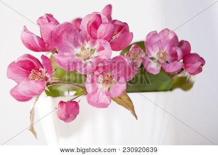 Flowers Of An Apple-tree Of Nedzvetsky Malus Niedzwetzkyana Dieck In The Cap