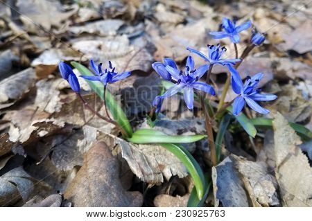 Scilla Bifolia Flower, Known As The Alpine Squill Or The Two-leaf Squill