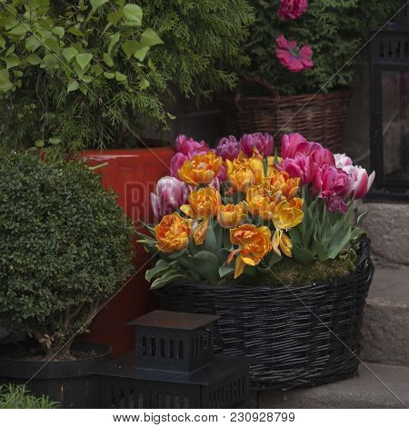 Fresh Tulips At The Entrance To The Restaurant On The Market Square In The Old Town In Warsaw