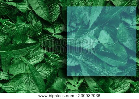 Creative Layout Of Leaves With A Paper Border. Flat Lay. Nature Concept.