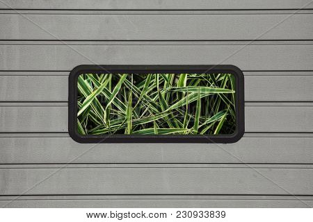 The Green Grass Grows Behind The Glass. Plants Behind The Metal Gate.