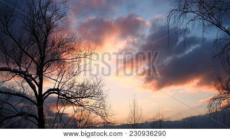 Сolored Clouds And The Trees Without Leaves At Sunset