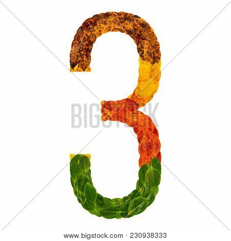 Autumn Leaves Bright Number Three 3. Natural Multi Layers Living Leaves Isolated On White Background