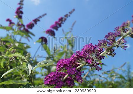 Buddleja Davidii Also Called Butterfly Tree The Most Famous Lilac Garden Bush Or Tree