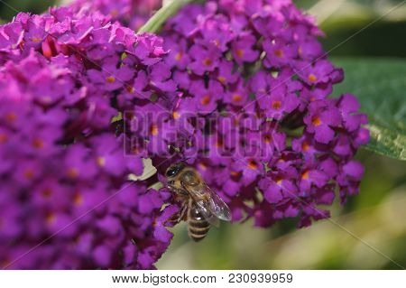 Buddleja Davidii Also Called Butterfly Tree The Most Famous Lilac Garden Bush Or Tree