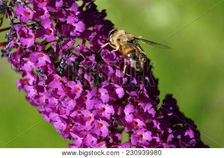 Buddleja Davidii Also Called Butterfly Tree The Most Famous Lilac Garden Bush Or Tree