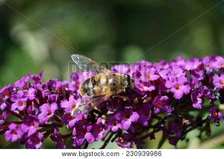 Buddleja Davidii Also Called Butterfly Tree The Most Famous Lilac Garden Bush Or Tree