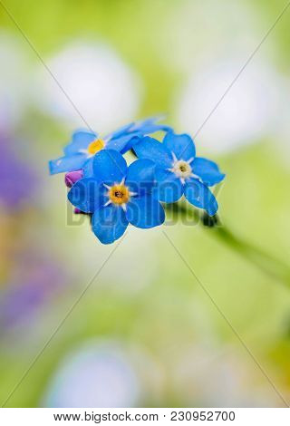 Water Forget-me-not Myosotis Scorpioides Myosotis Palustris Myosotis Flower. Spring Flower Backgroun