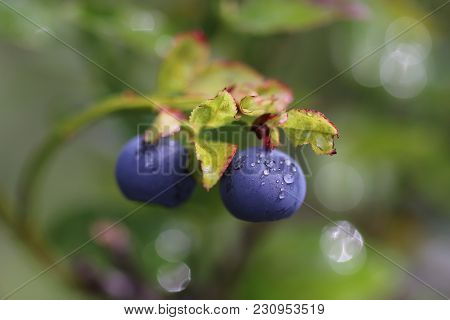 Blueberry Is A Healthy Forest Marsh. Summer