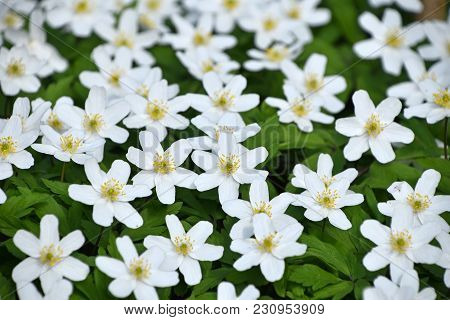 Close Up Background Of Early Spring White Caltha Flowers Over Green Leaves, High Angle View, Selecti