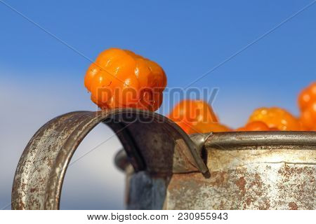 The Cloudberry Is A Delicious Berry Ripening In The Autumn