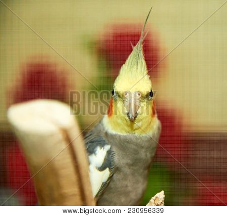 The Cockatiel (nymphicus Hollandicus).
The Cockatiel, Also Known As The Quarrion, Is A Bird That Is 