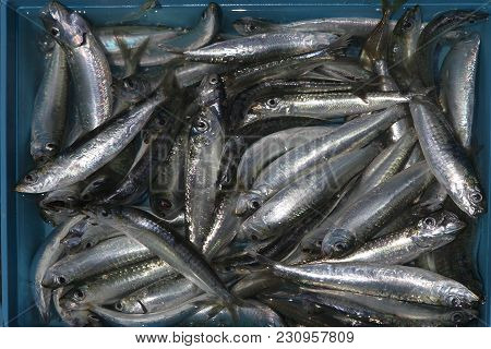 Freshly-caught Anchovies For Sale At The Fish Market Balikcisi By The Golden Horn In Karakoy